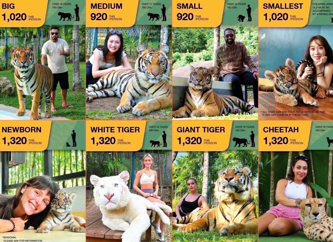 Tiger Park на Пхукете