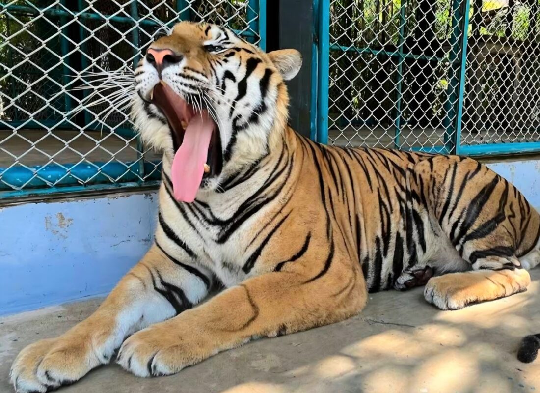 Tiger Park на Пхукете