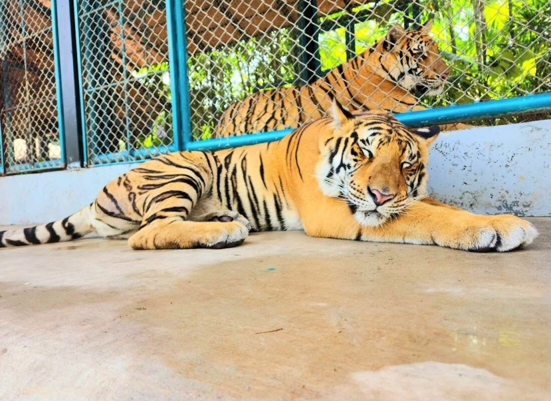 Tiger Park на Пхукете