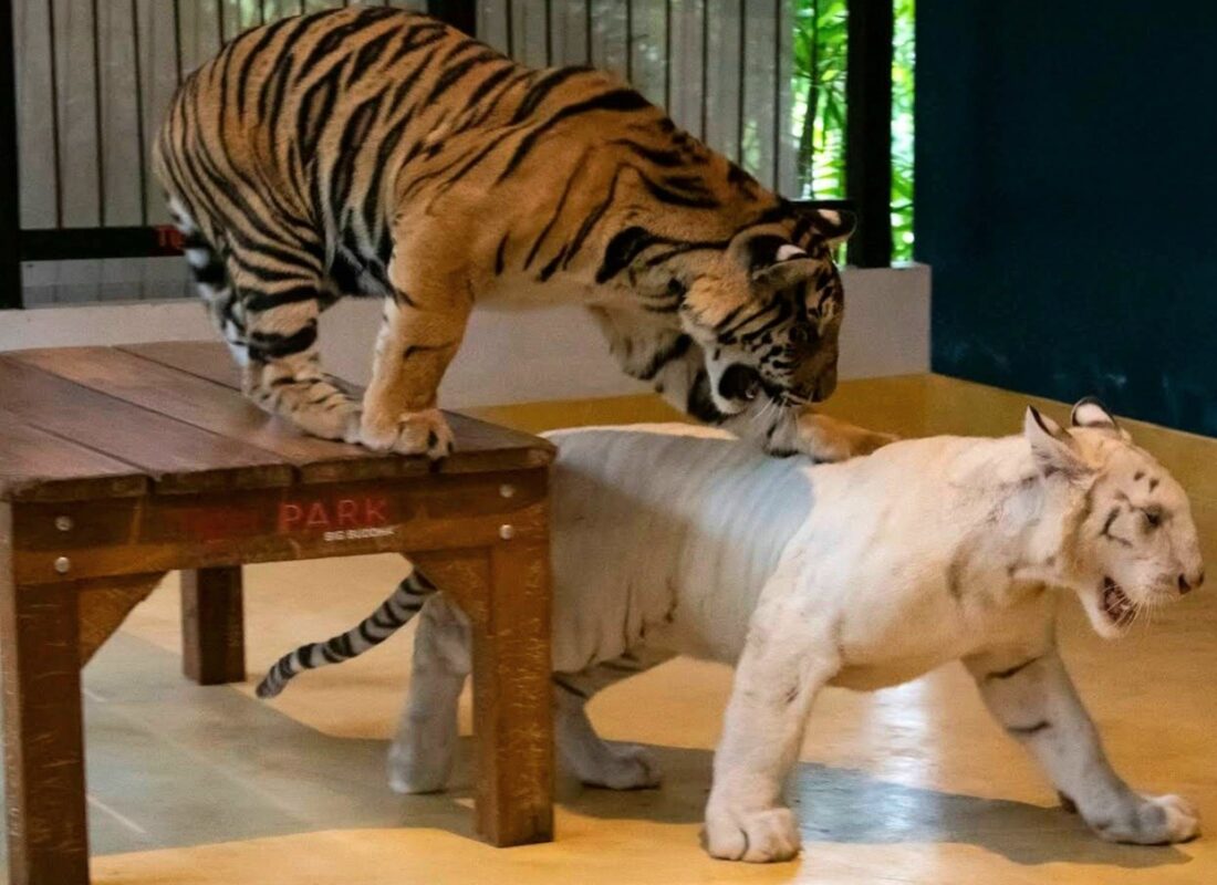 Tiger Park на Пхукете