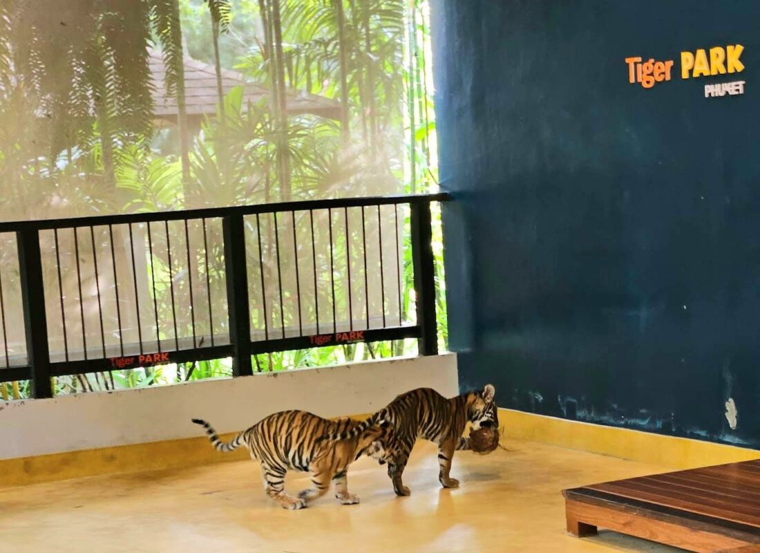 Tiger Park на Пхукете