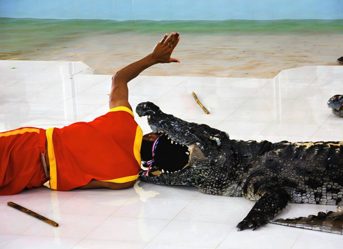 photo_2025-08-28_17-27-23 Crocodile World Phuket