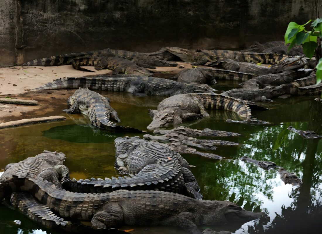 photo_2025-08-28_17-28-04 Crocodile World Phuket